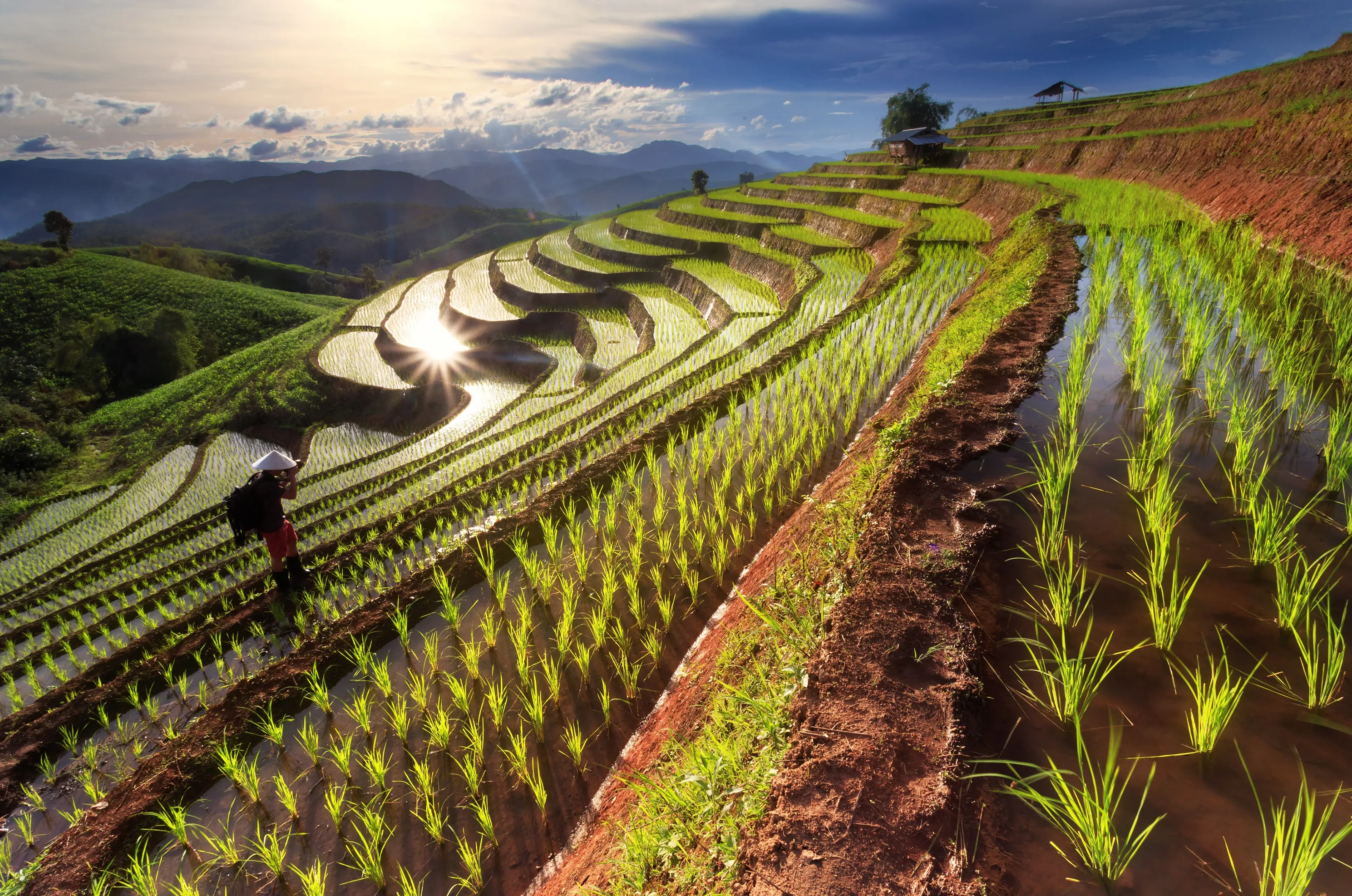 RicefieldsTerracedChiangMaiThailand.webp
