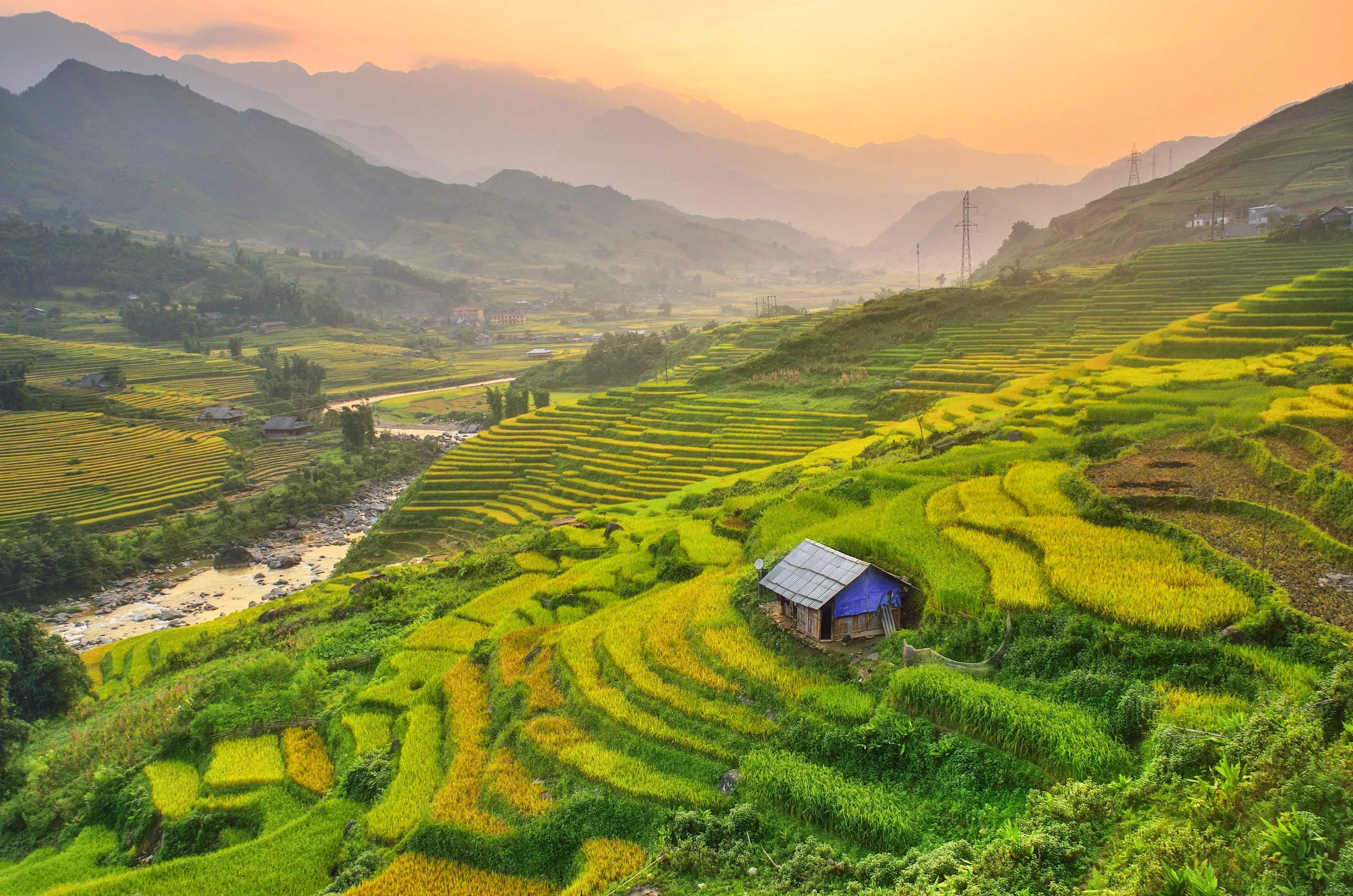 Vietnam Rice Paddy