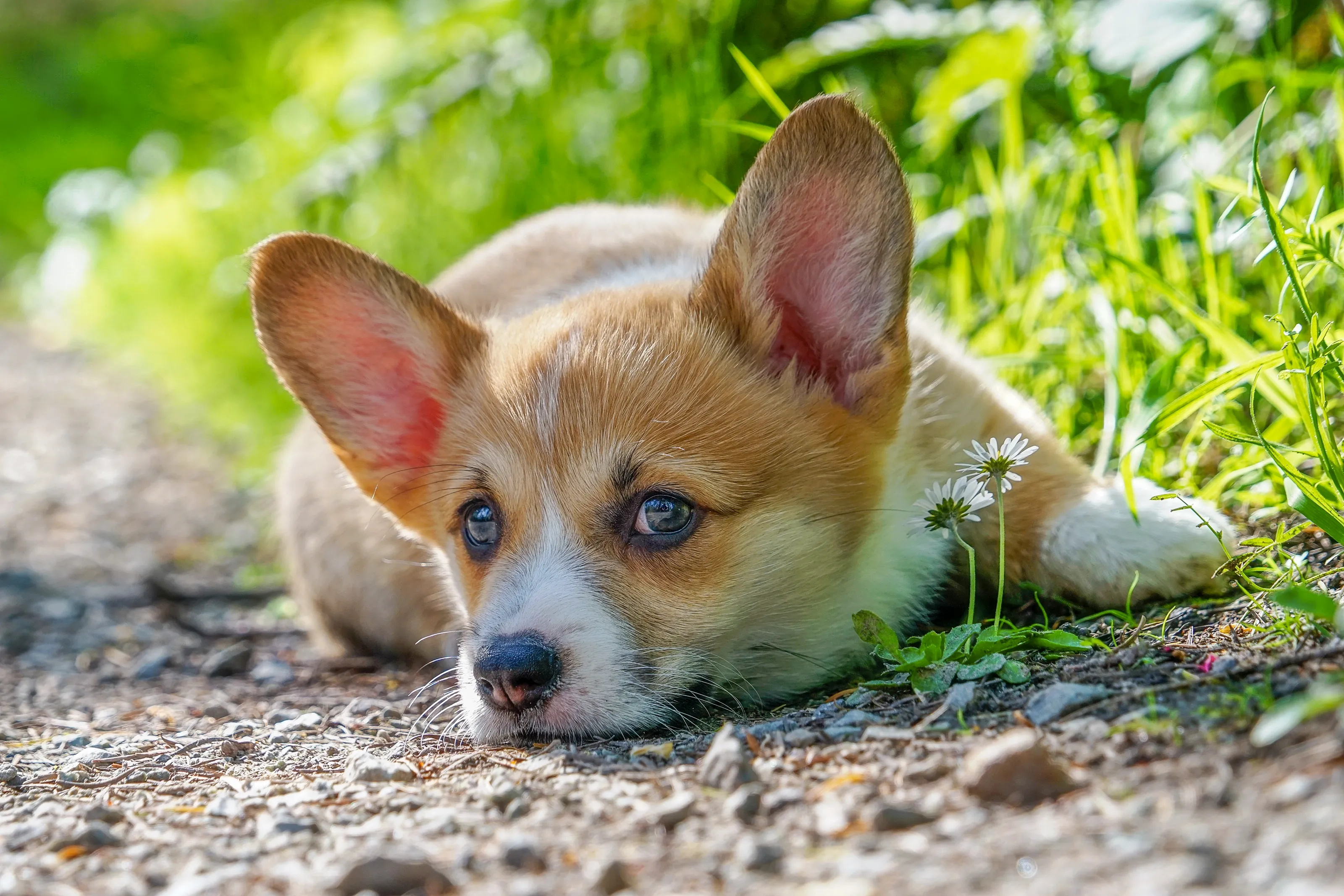 Lucky the Corgi Pup